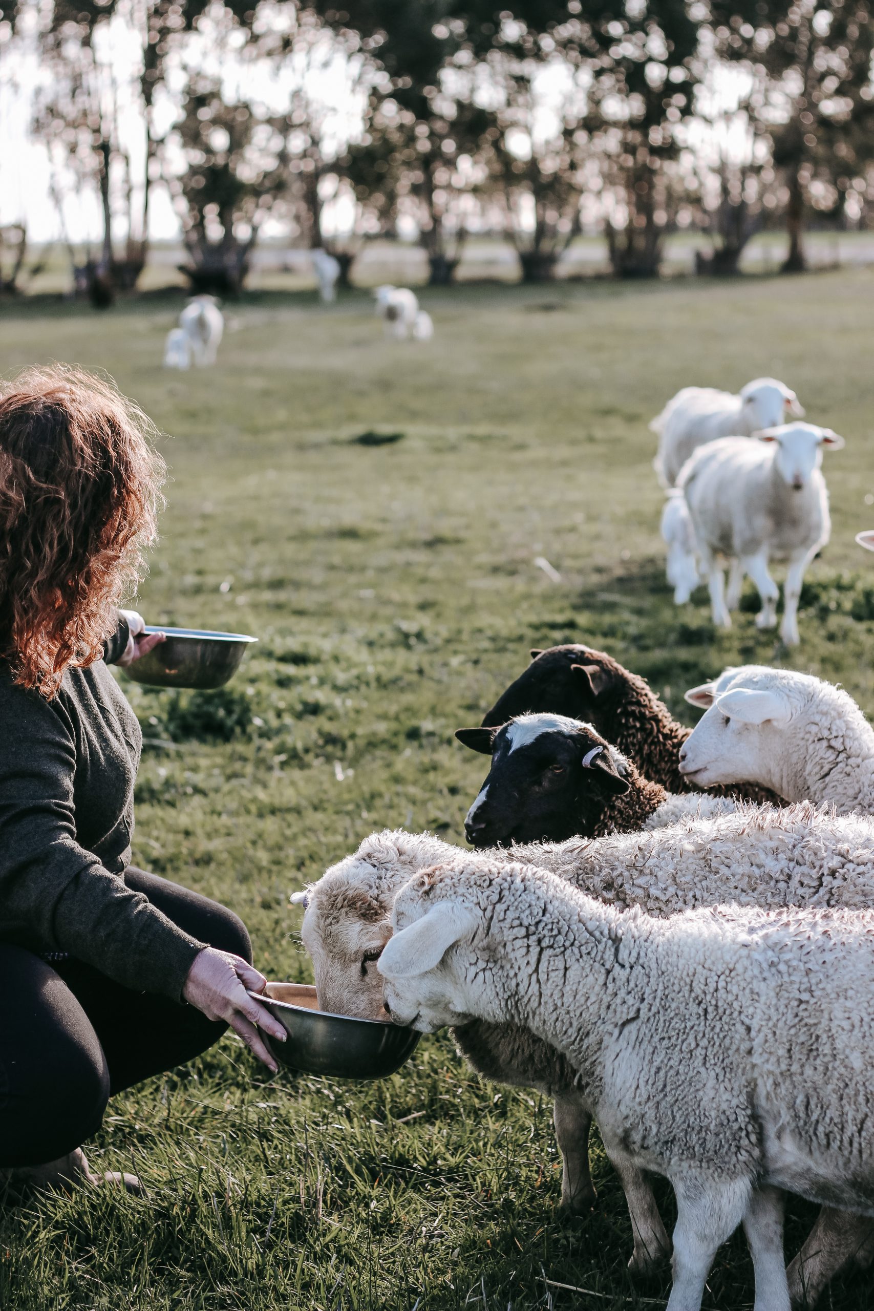 🐑 How and Why We Move Sheep at Rosehaven Farms 🐑