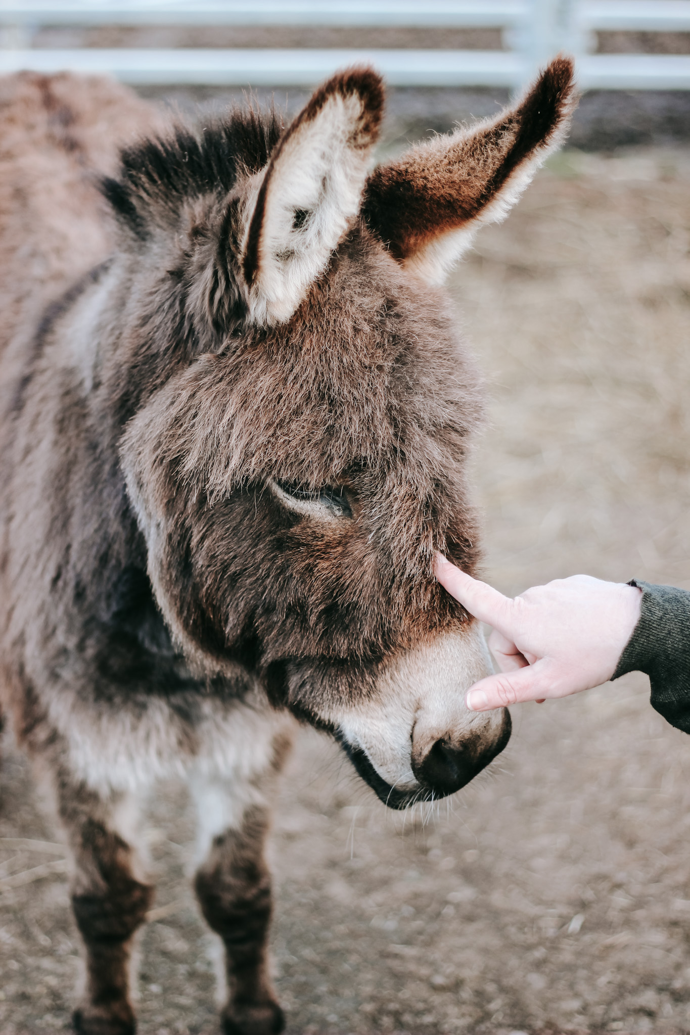 Discover the Heart of the Grampians: Rosehaven Farms