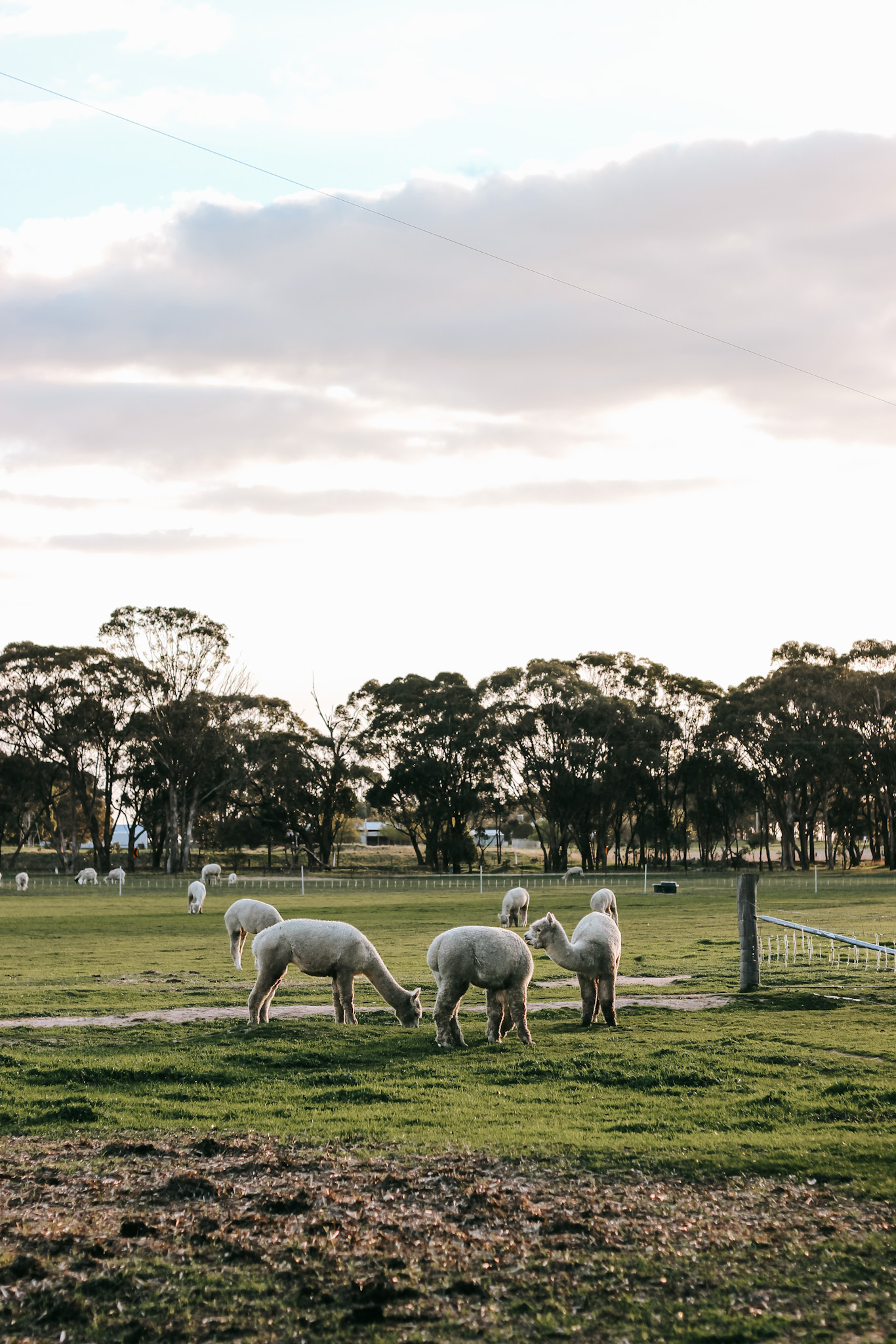 White alpacas peacefully grazing on a lush, green grassy paddock at Rosehaven Farms in the Grampians