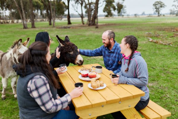 Shadow the Donkey checking out the guests having a picnic