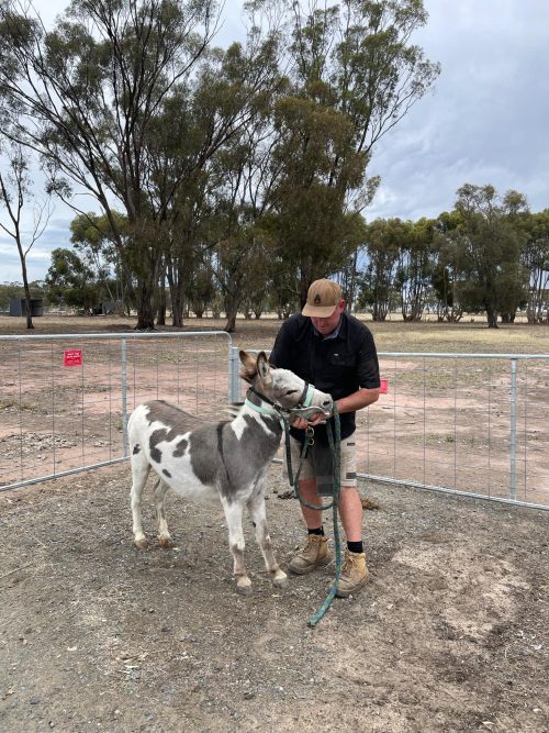 Image for Donkey Dental Care: A Vital Part of Their Wellbeing