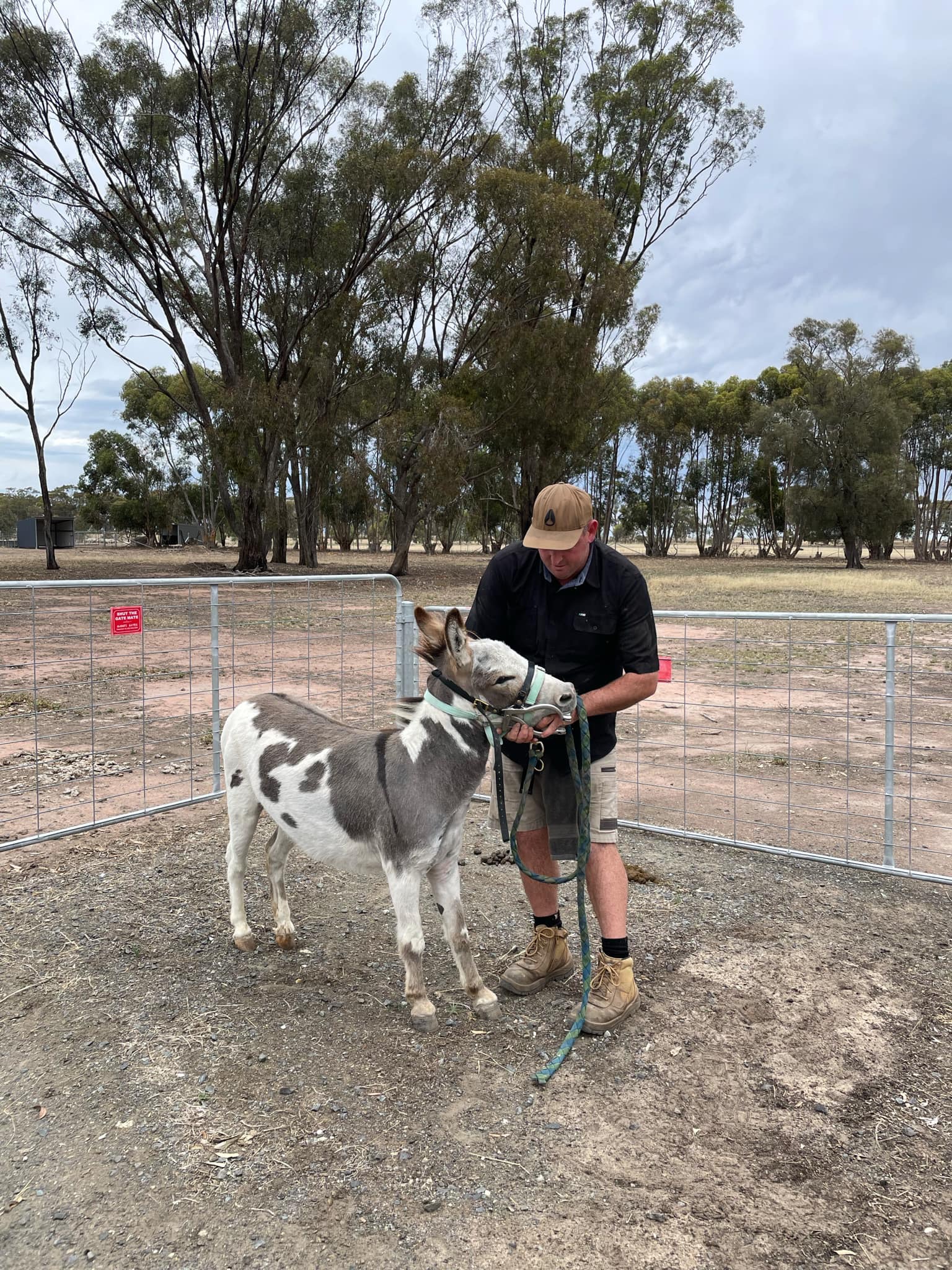 Donkey Dental Care: A Vital Part of Their Wellbeing