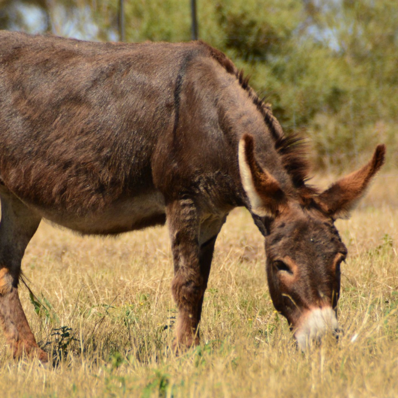 Adopt a Donkey | Rosehaven Farms