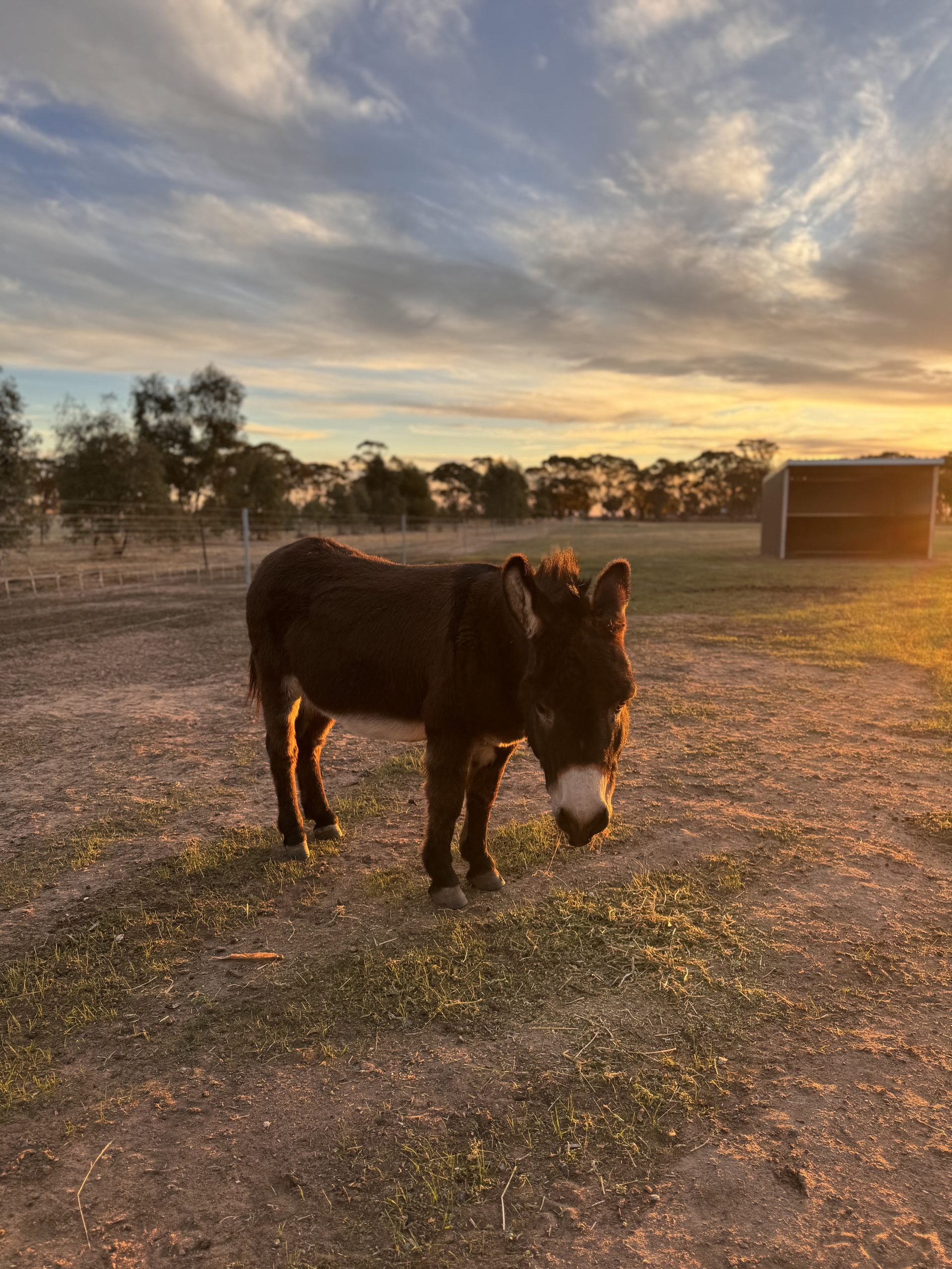Shadow at Sunset