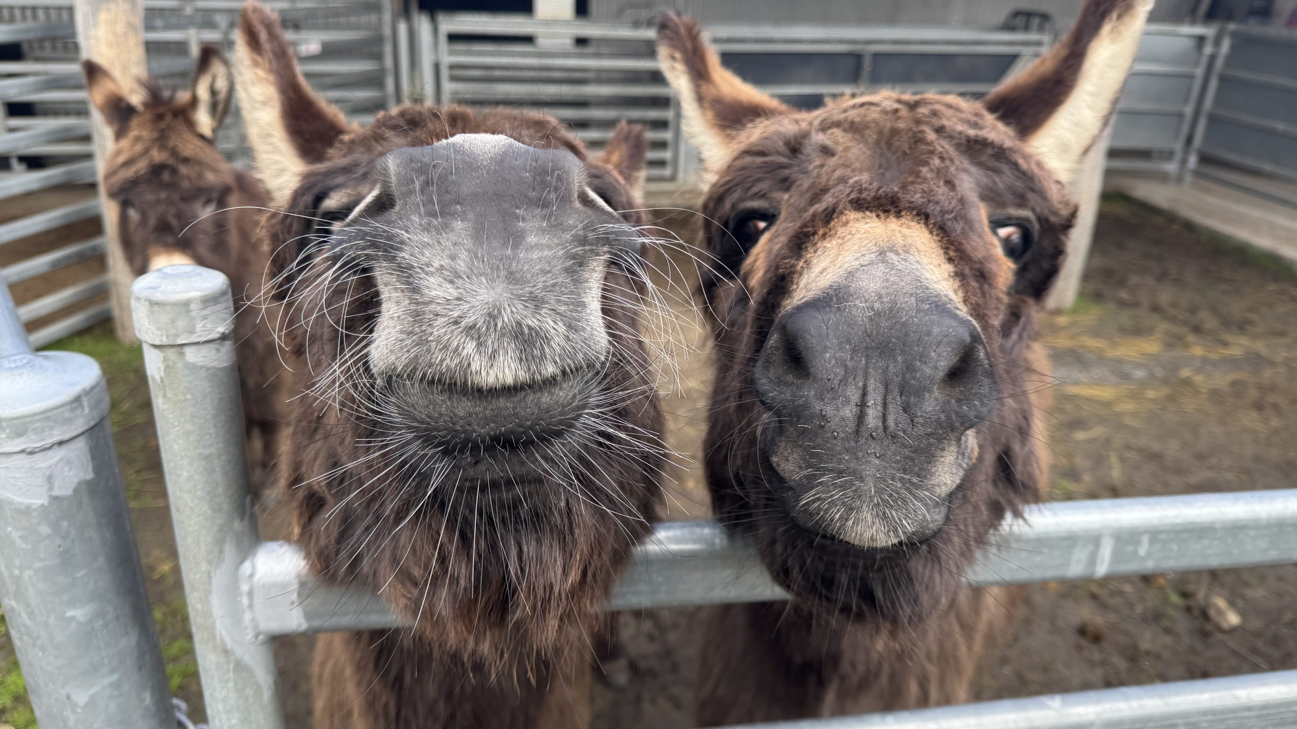 Why People Feel Calmer around donkeys