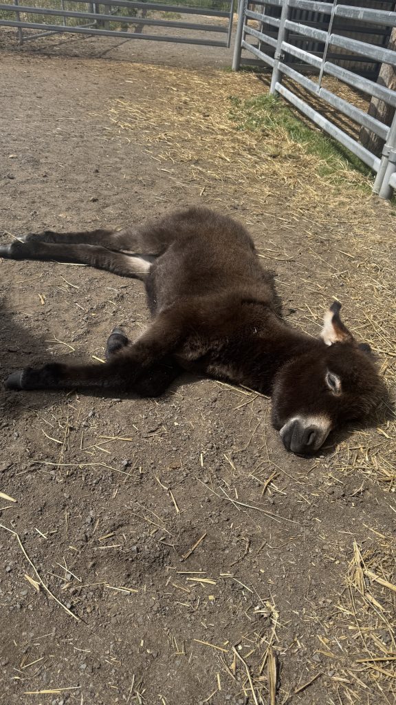 Alli the baby mini donkey from Rosehavrn laying on the ground enjoying the sunshine