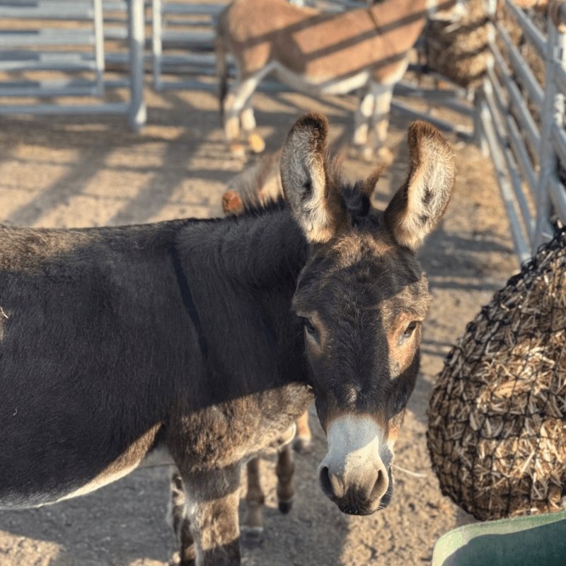 Little Sue - Sweet natured, loving mum and people lover