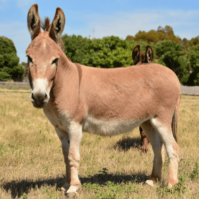 Malibu - Red Jenny with a soft spot for scratches