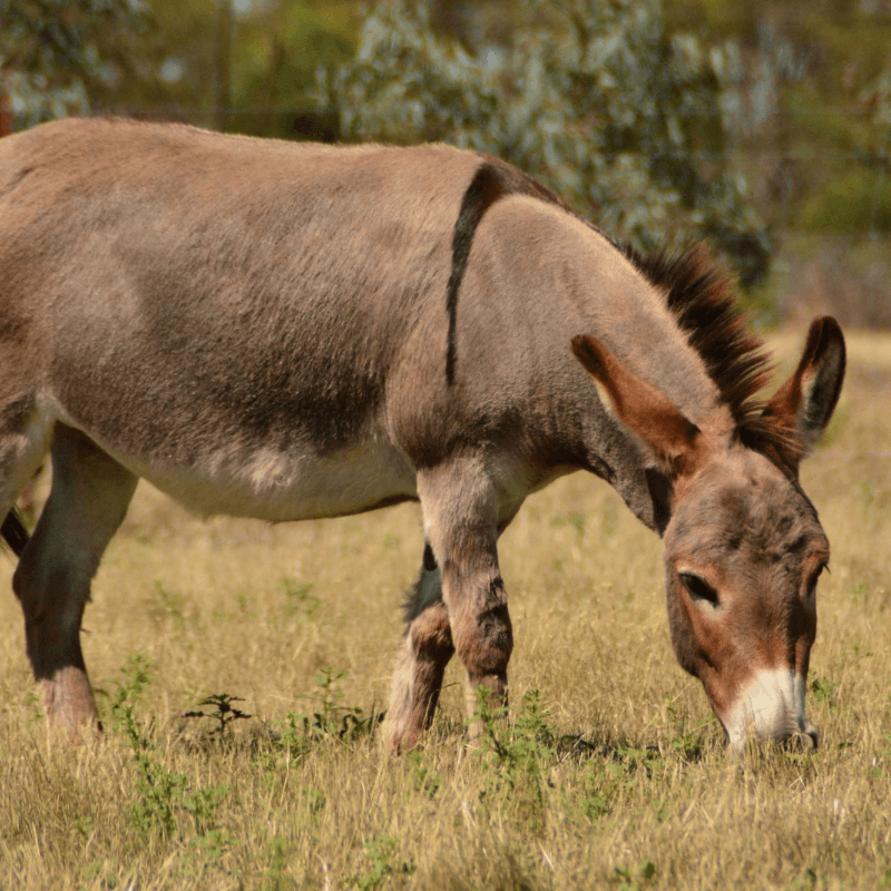 Mitzy - Barnyard letter writer and ambassador