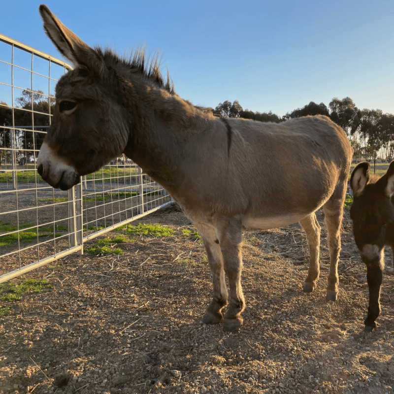 Portia - Queen of the paddock gate