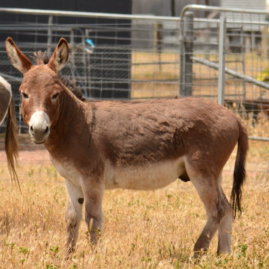 Red donkey jack named Ziggy standing side on in a paddock at Rosehaven Farms, Grampians